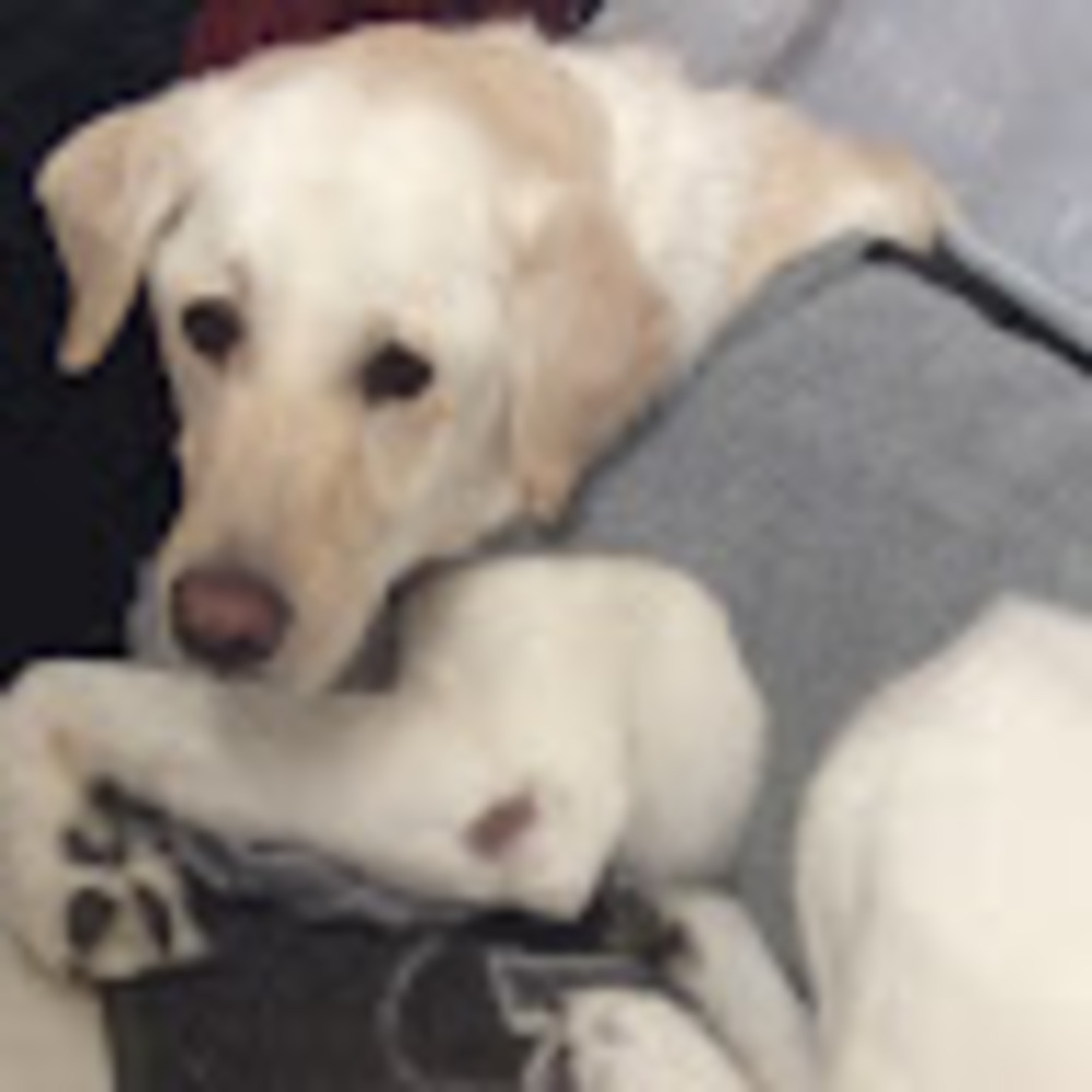 Meet your Posher, Maggie